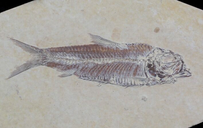 Knightia Fossil Fish - Wyoming #36866
